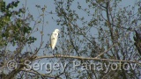 Video of Little Egret - Little Egret in the spring